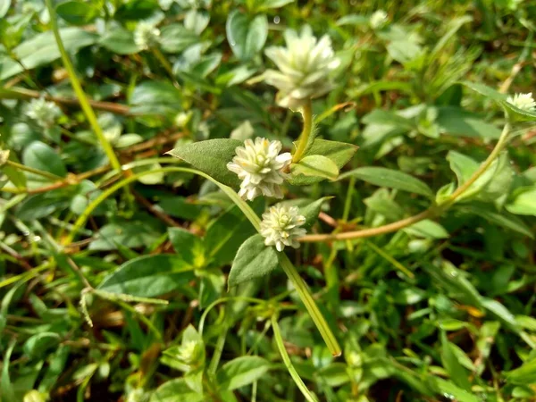 stock image Eclipta alba (Urang-aring, false daisy, false daisy, yerba de tago, Karisalankanni, bhringraj) with natural background. this plant is a species of plant in the sunflower family.