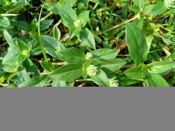 Eclipta Alba Naturalnym Tłem Roślina Jest Gatunkiem Roślin Rodziny Słonecznikowatych — Zdjęcie stockowe