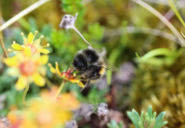 Bombus Ruderarius Commonly Known Red Shanked Carder Bee — Stock Photo, Image