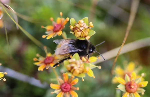 Bombus Ruderarius Commonly Known Red Shanked Carder Bee — Stock Photo, Image