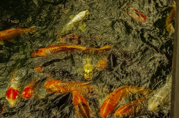 Many orange fish ask for food, water