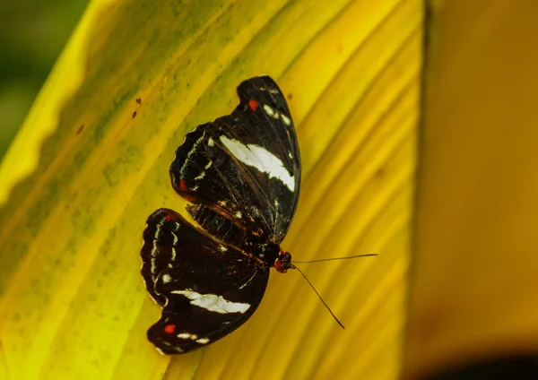 Kelebek Büyük Sarı Bir Yaprağın Üzerinde Oturur — Stok fotoğraf