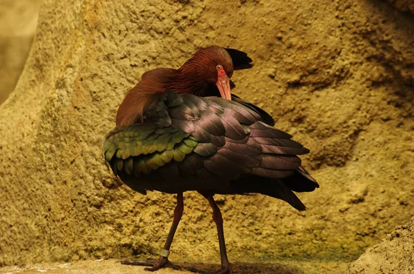 Птах Довгими Ногами Коричневого Кольору Миє Себе — стокове фото