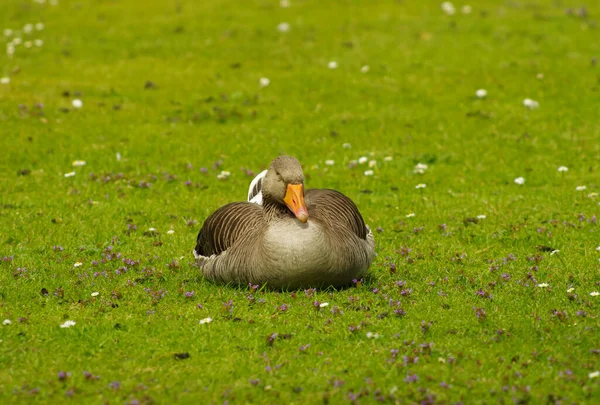 Kaczka Zielonej Trawie Środku Dnia Spać Odpoczywać — Zdjęcie stockowe