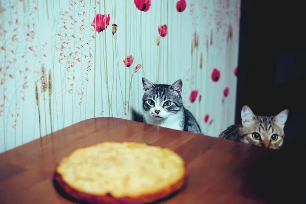 Cats Sitting Cake — Stock Photo, Image