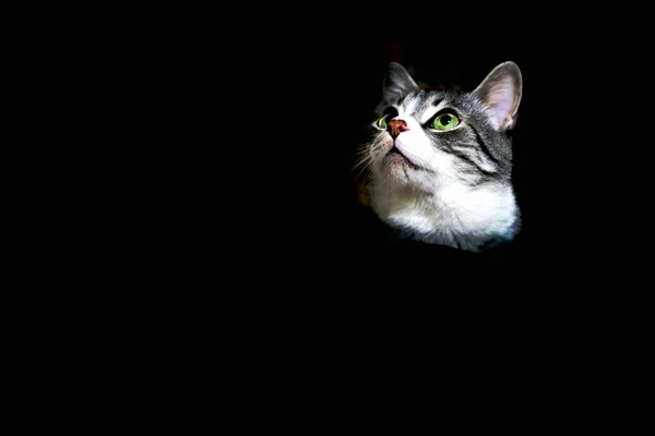 黑色背景的猫 — 图库照片