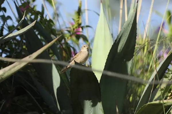 Roztomilý Vrabčák Pták Přírodě — Stock fotografie