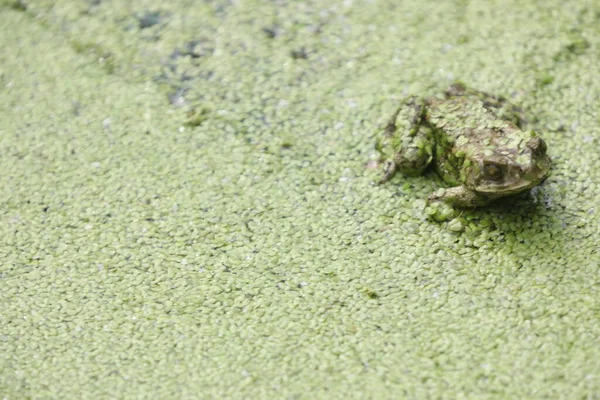 緑の苔むした池の水にカエル — ストック写真