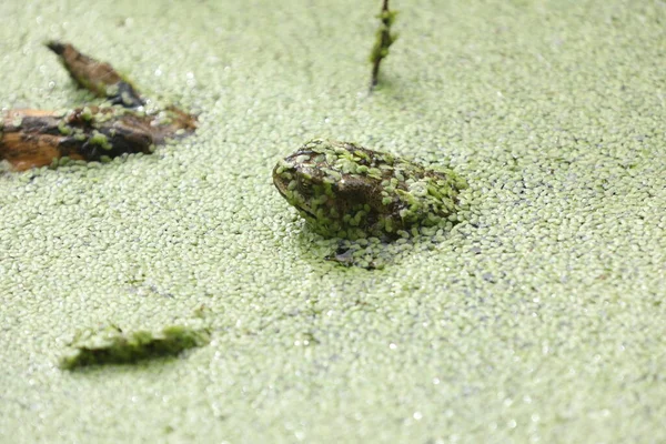 Frog Green Mossy Pond Water — Stock Photo, Image