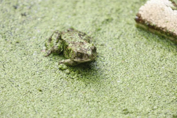 Żaba Zielonej Wodzie Stawu Mszalnego — Zdjęcie stockowe