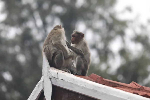 Beautiful Scenic View Monkey — Stock Photo, Image