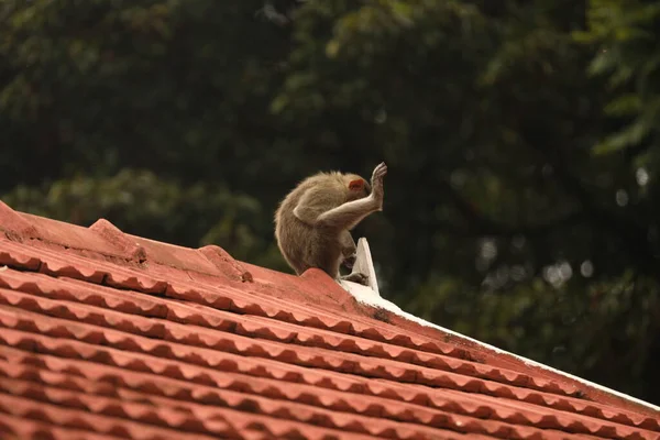 Closeup Monkey Roof — Stock Photo, Image