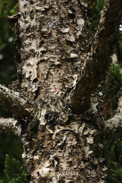 木の幹のテクスチャマクロショット — ストック写真