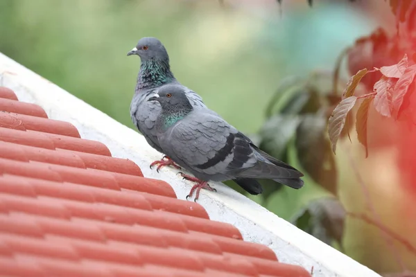 Gołębie Siedzące Dachu Domu Zamazanym Naturalnym Tłem — Zdjęcie stockowe