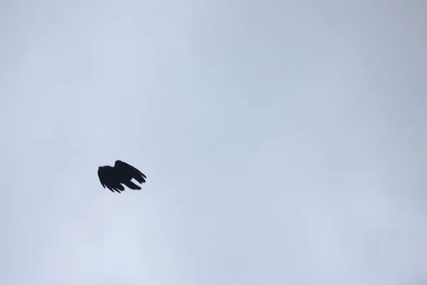 Fåglar Som Flyger Himlen — Stockfoto