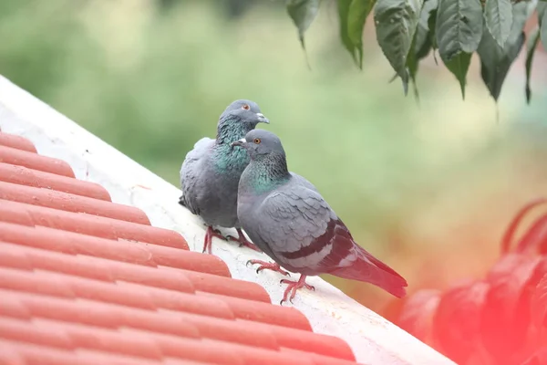 Dwa Gołębie Siedzą Dachu Domu — Zdjęcie stockowe
