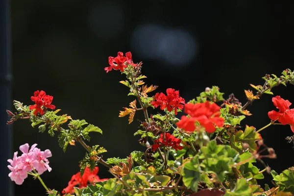 Närbild Vackra Blommande Blommor Begreppet Sommartid — Stockfoto
