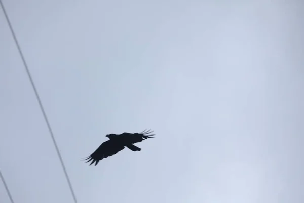 Gökyüzünde Uçan Kuş — Stok fotoğraf