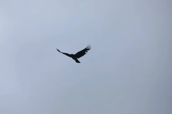 Fågeln Flyger Himlen — Stockfoto