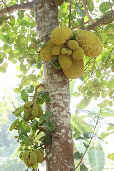 Vista Perto Frutas Medicadas Indianas Orgânicas — Fotografia de Stock