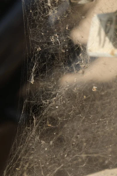 Scary Spider Web Close — Stock Photo, Image