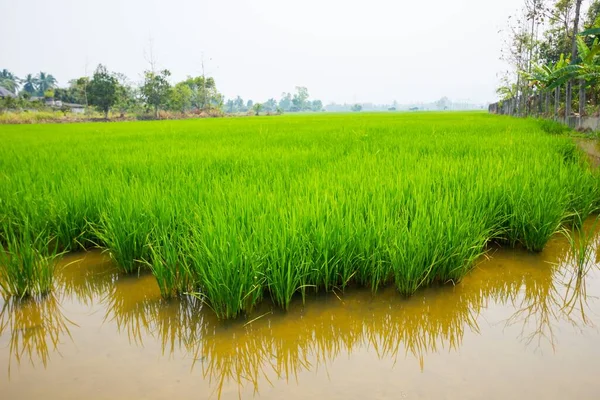 Живописный Вид Рисовое Поле — стоковое фото