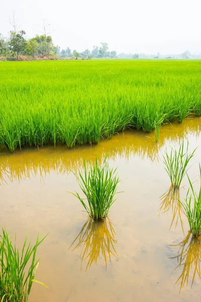 Scenic View Green Rice Field — Stock Photo, Image