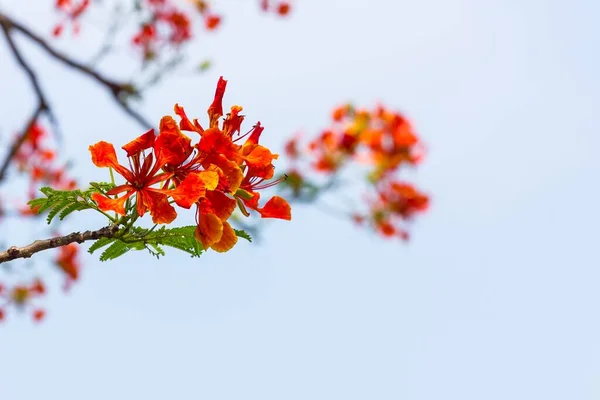 Pomarańczowy Caesalpinia Pulcherrima Piękne Tło Kwiatowe — Zdjęcie stockowe