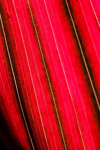 Textura Hoja Roja Contra Luz Fondo Natural Abstracto Enfoque Suave — Foto de Stock