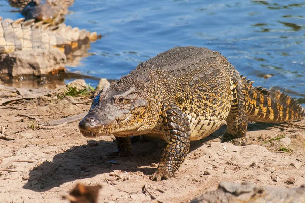 古巴鳄鱼 Crocodylus Rhombifer 在海岸上爬出来 它是所有鳄鱼中种类最少的一种 只有在古巴的萨帕塔沼泽地才能找到 — 图库照片
