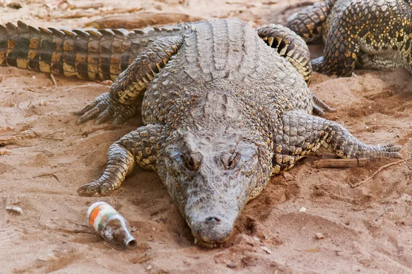 古巴鳄鱼 Crocodylus Rhombifer 躺在沙滩上 旁边有一只空瓶子 它是所有鳄鱼中种类最少的一种 只有在古巴的萨帕塔沼泽地才能找到 — 图库照片