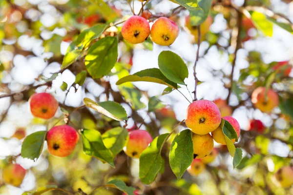 Ramas Árboles Con Hojas Manzanas Frutas Jardín — Foto de Stock