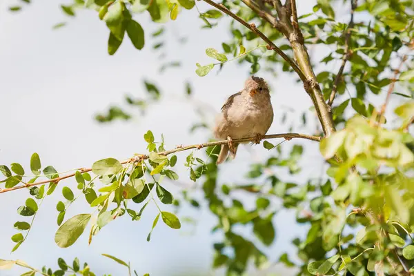 Doğal Ortamdaki Kuşun Yakın Görüntüsü — Stok fotoğraf