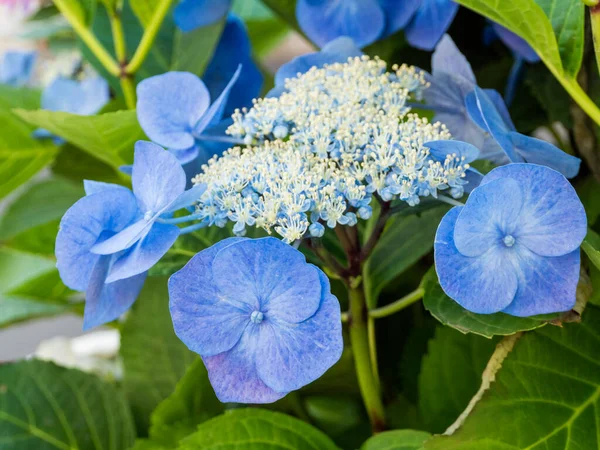 Vakre Blomster Som Vokser Hagen – stockfoto