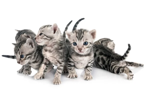Bengal Kitten Studio — Zdjęcie stockowe