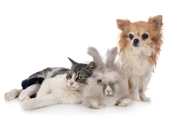 Rabit Cat Chihuahua — Stock Photo, Image