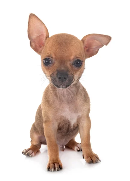 Roztomilé Chihuahua Sedí Bílém Pozadí — Stock fotografie
