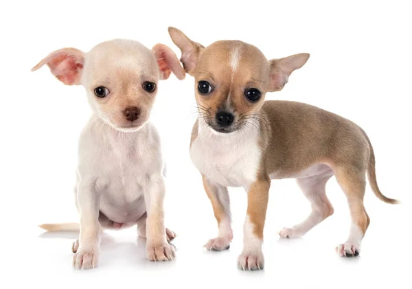 Two Chihuahua Puppies Sitting Front White Background — Stock fotografie