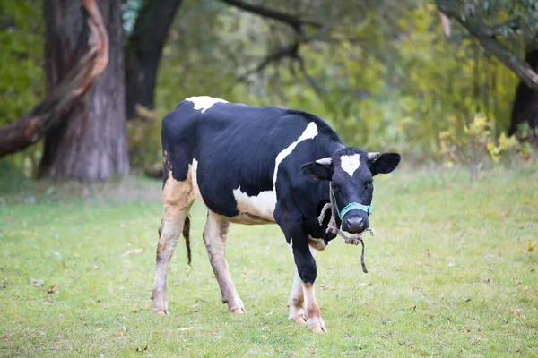 Vaca Prado Está Pastando Vaca Relva — Fotografia de Stock