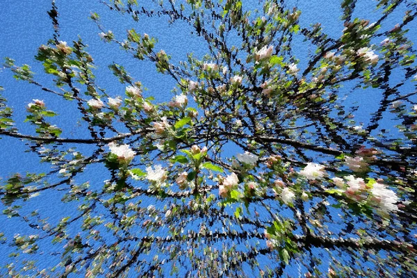 Flor Manzano Primavera Primer Plano Blanco —  Fotos de Stock