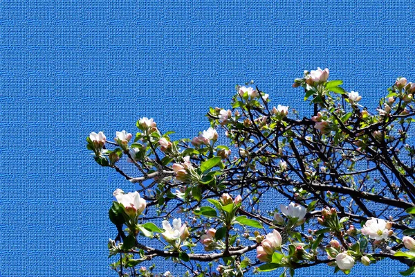 Весенний Цветок Яблони Закрыть Белый — стоковое фото