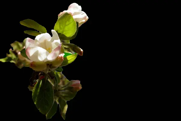 Vackra Blommor Svart Bakgrund — Stockfoto