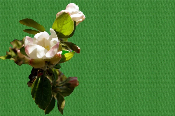 Fleur Pomme Isolée Sur Noir — Photo