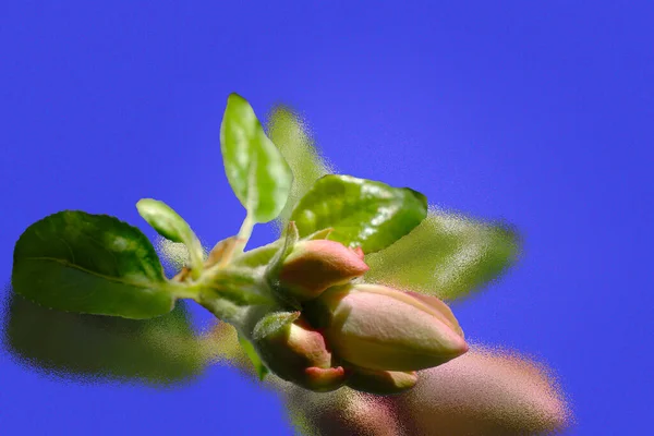 Vårknoppar Klar Himmel Vacker Blommig Bakgrund — Stockfoto
