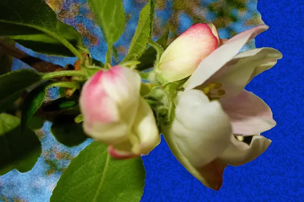 Vista Cerca Hermosas Flores Flor —  Fotos de Stock