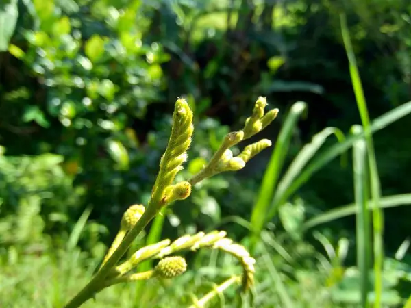 自然のバックグラウンドを持つMimosa Pigra 巨大な敏感な木 Pigra Lazy Slow として一般的に知られているMimosa Pigraは ファブリックの遺伝子Mimosaの種です — ストック写真