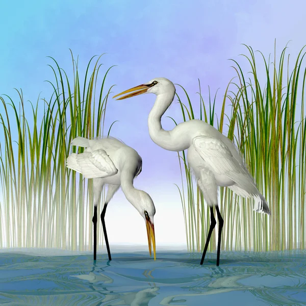 Great White Egrets Illustrazione Colorata — Foto Stock