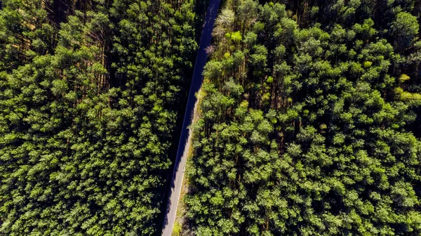 Aerial Drone View Over Forest at Spring