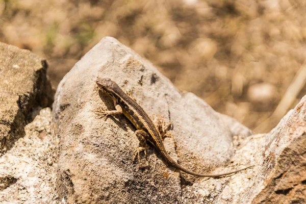 Lizard Rock Closeup Photograph — Stock Photo, Image