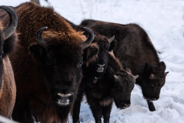 欧洲野牛 Bison Bonasus 冬季户外家庭肖像 — 图库照片